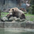 Bioparco in Rom: Braunbär (Orso bruno)