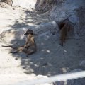 Bioparco: Erdmännchen