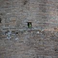 Papagei in den Mauerlöchern der Basilica Santi Giovanni e Paolo