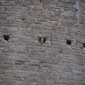 Papagei in den Mauerlöchern der Basilica Santi Giovanni e Paolo