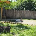 Bioparco: Mendesantilope oder Addax