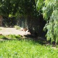 Bioparco: Mendesantilope oder Addax