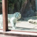 Bioparco: Gladio, der weiße Tiger (Tigre Bianco)