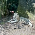 Bioparco: Gladio, der weiße Tiger (Tigre Bianco)