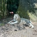 Bioparco: Gladio, der weiße Tiger (Tigre Bianco)