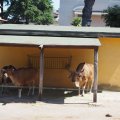 Bioparco: Banteng