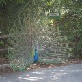 Bioparco: Pfau
