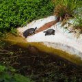 Bioparco: Schildkröten unten an der Picknickarea