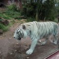 Bioparco: Gladio der weiße Tiger