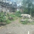 Bioparco: Galdio, der weiße Tiger