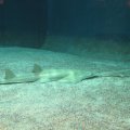 Sägefisch im Acquario di Genova