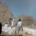 Pinguine im Acquario di Genova