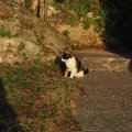 Katze an der Passeggiata delle Muse an der Ostküste Sirmiones