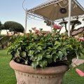 Garten des Hotel Unica Assisi Agri Charming House