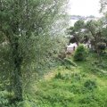 Ein verwildertem Gartenstück an der Riva dei Sette Martiri